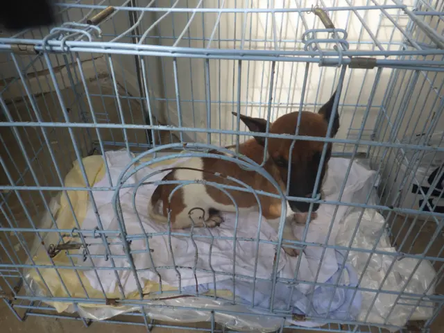 Tag the Jack Russell in a cage