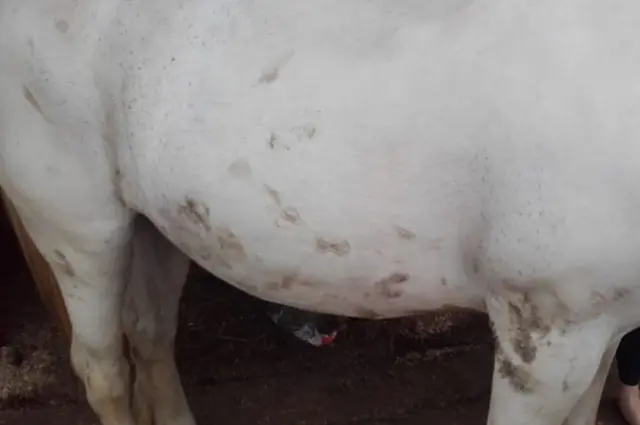 Injured horse