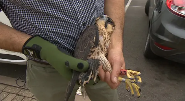 The rescued peregrine chick