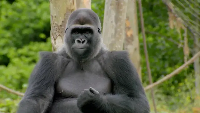 Gorilla. Pic: BBC/DHX Media