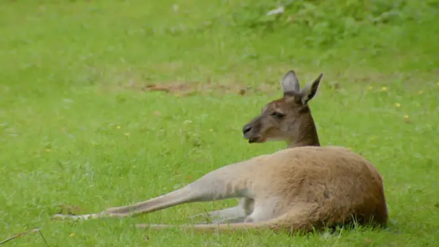 Kangaroo. Pic: BBC/DHX Media