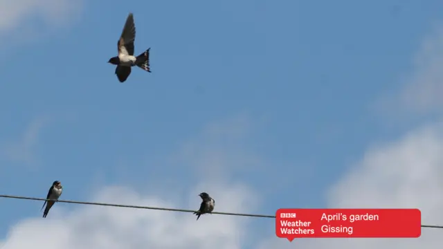 House Martins in the sky