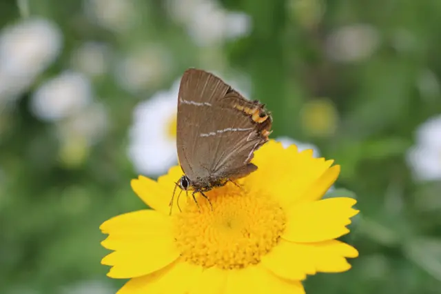 White Letter Hairstreak