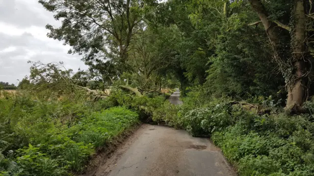 Tree at Strumpshaw