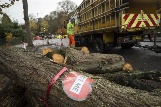 Tree felling