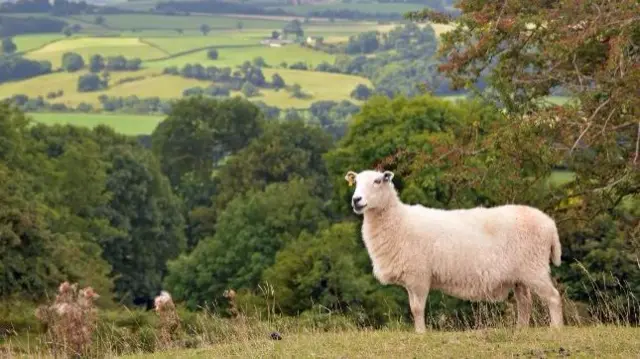 Sheep near Trefonen