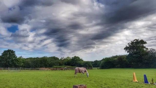 Horse in Chesterfield