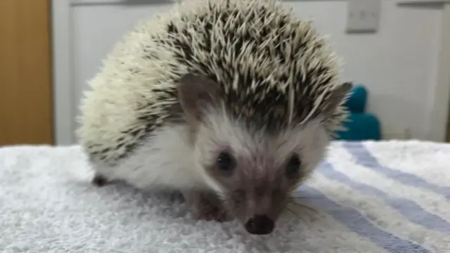 The hedgehog