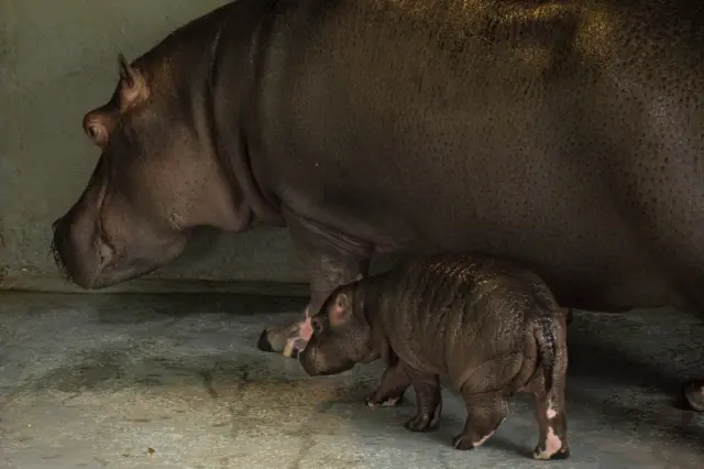 Hodor and Lola the hippos