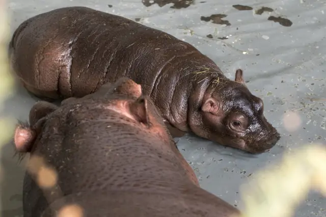 Hodor and Lola the hippos