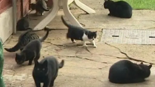 Feral cats