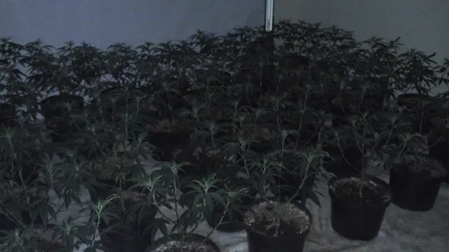 Cannabis plants