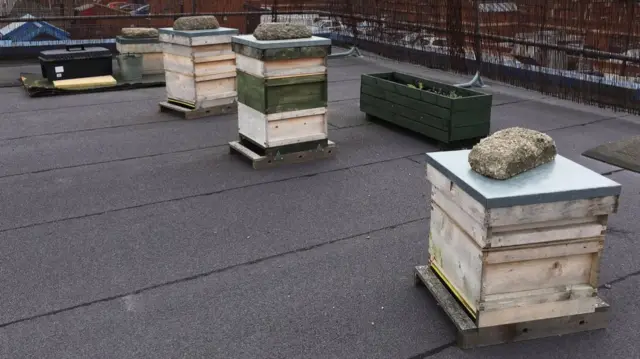 Rooftop hives