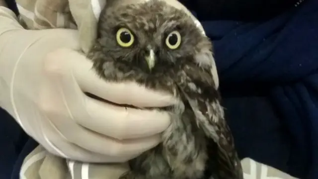 Owl