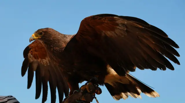 A Harris hawk