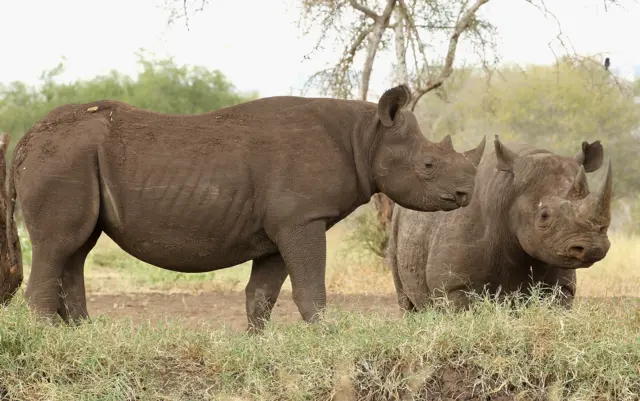 Rhinos at a water hold in Mkomazi rhino sanctury on June 19, 2012 in Mkomazi, Tanzania.