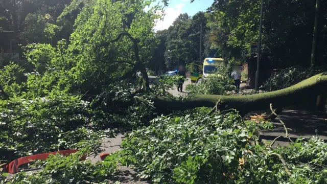 Tree down on road