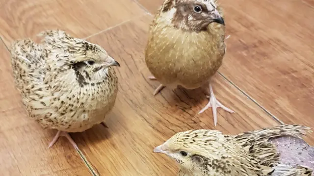 The three quails