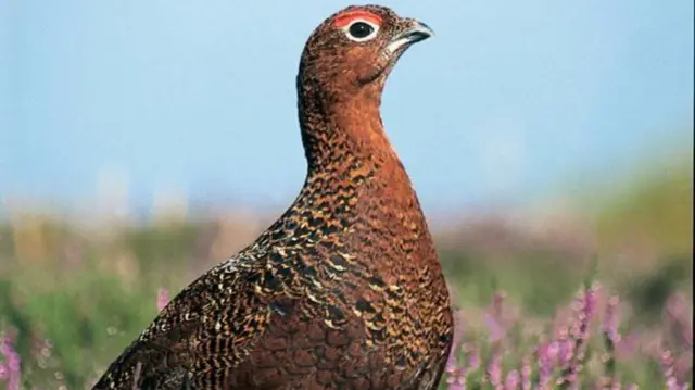 Grouse