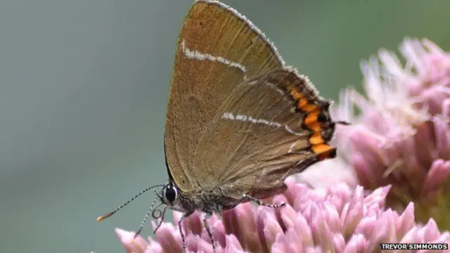 A White Letter Hairstreak butterfly