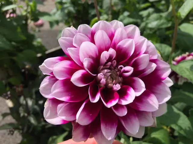 Dahlia