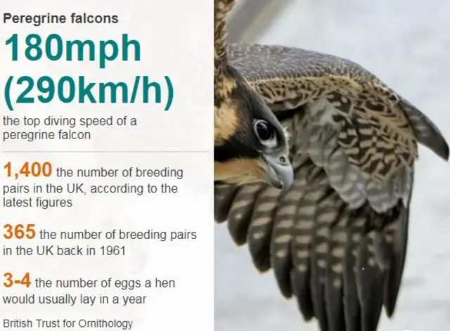 Factbox and peregrine photo