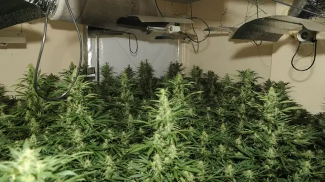 Cannabis plants seen in raid