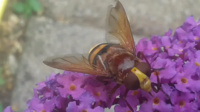 bee