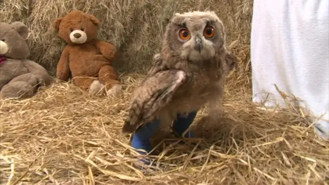 Owl with teddy bear