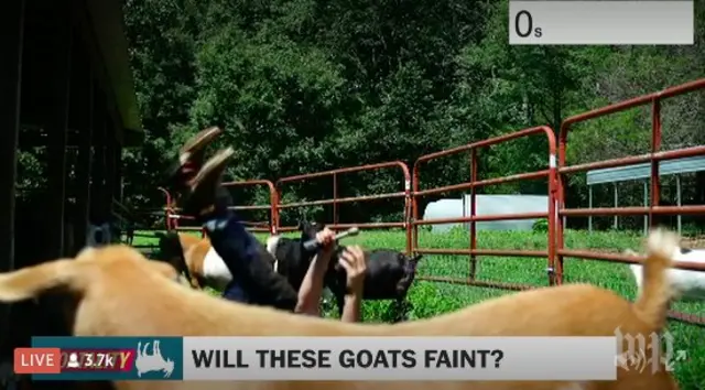 The Washington Post's Goat cam shows a presenter falling to the ground