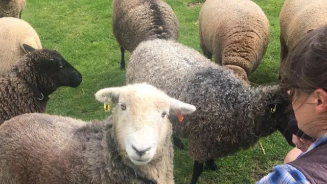 Sheep