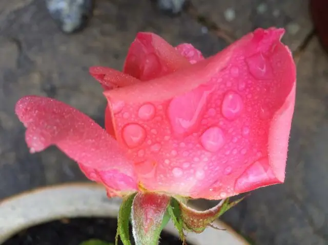 Water droplets on a flower