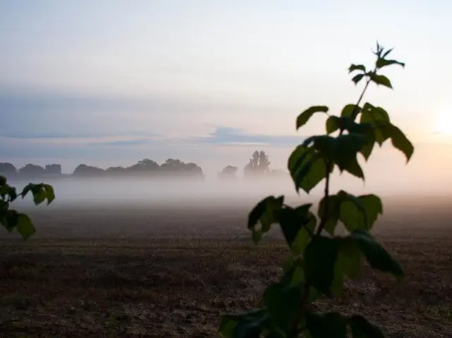 Boston field