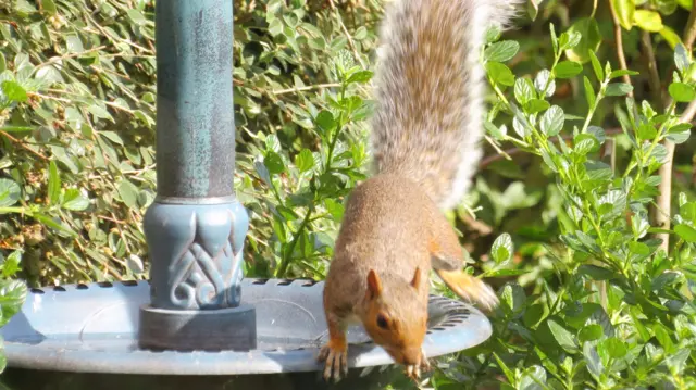 Squirrel