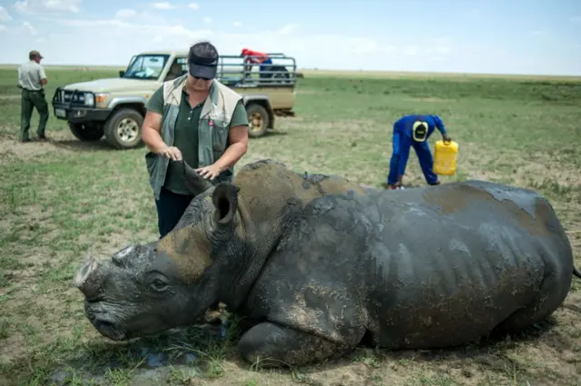 This file photo taken on February 3, 2016 shows a de-horned rhino slowly waking up after his horn was trimmed at John Hume"s Rhino Ranch in Klerksdorp, in the North Western Province of South Africa.