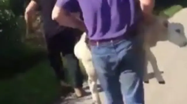 The sheep being carried in the video