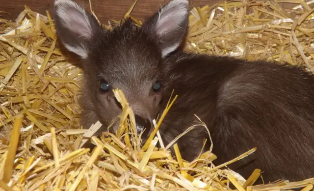 Michie’s tufted deer