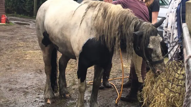 Lilly the horse after rescue