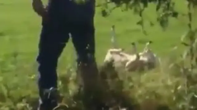 The sheep after being thrown in video