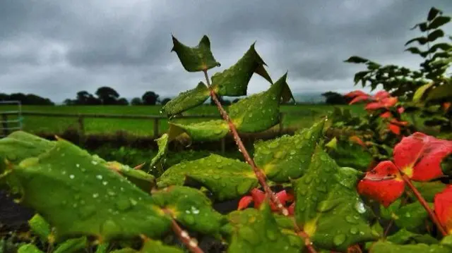 Rain on leaves