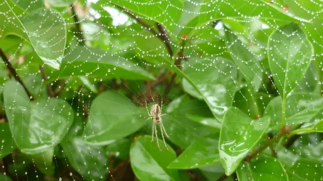 Spider