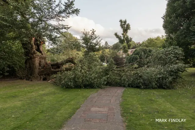 Damaged elm tree