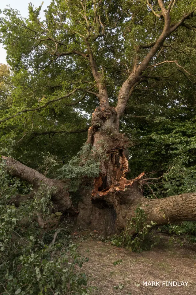 Damaged elm tree