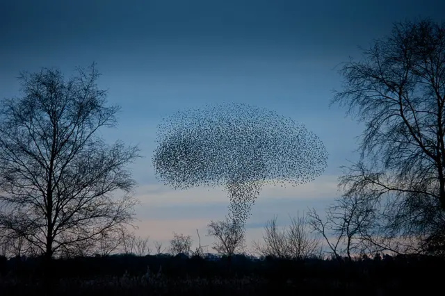 Starlings at Avalon