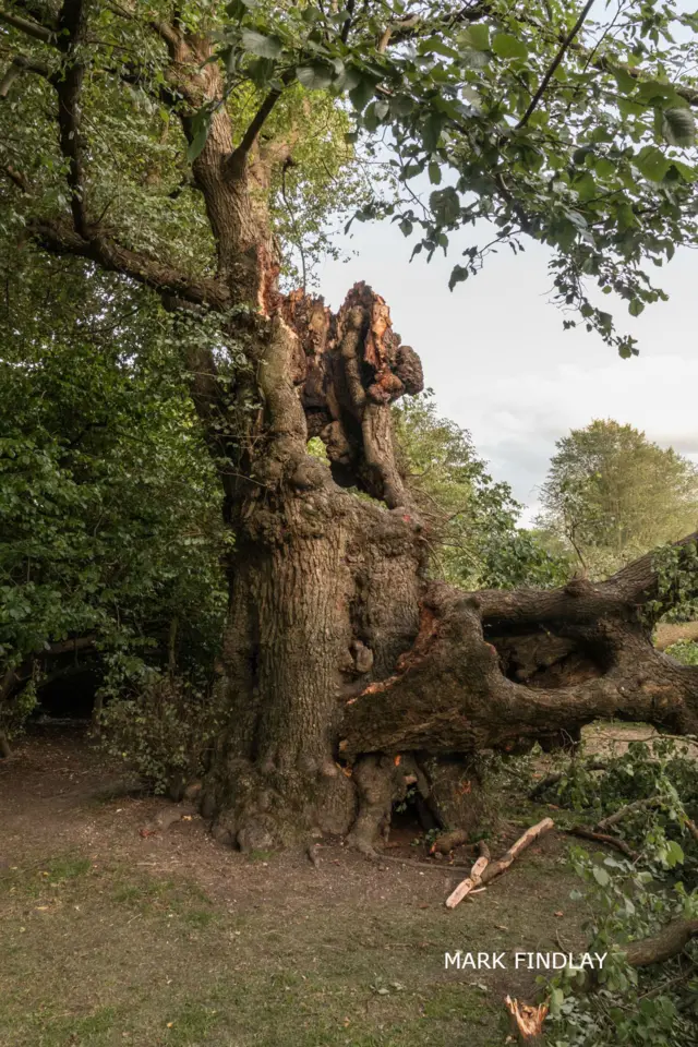 Damaged elm tree