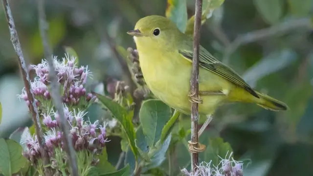 American Yellow Warbler