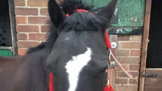 Hacked off horse mane