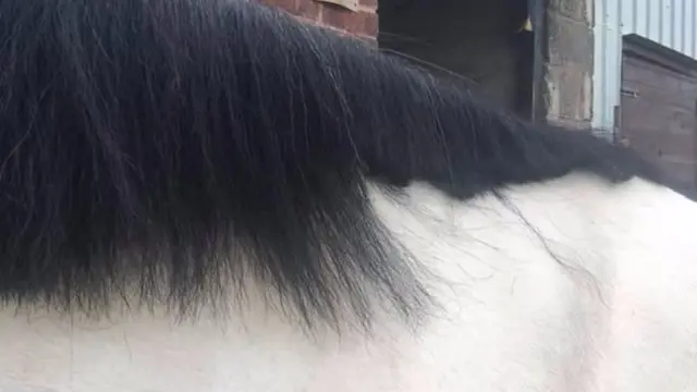 Hacked off horse manes