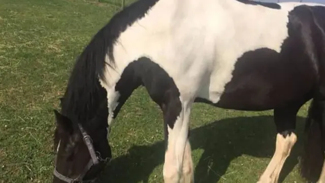 Hacked off horse mane