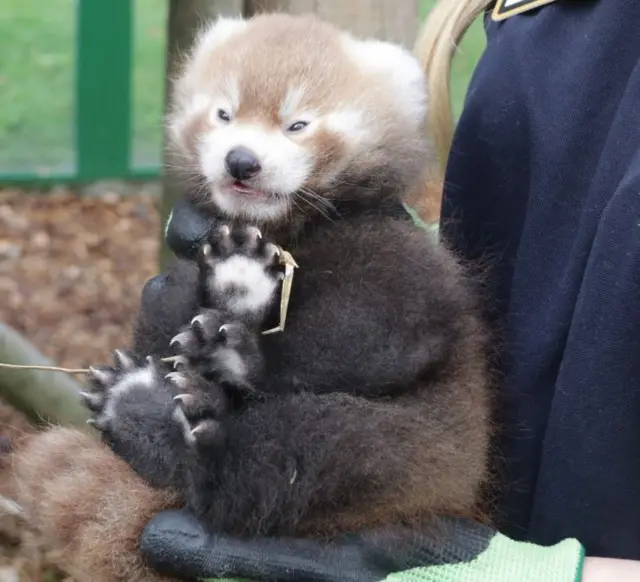 Turner the red panda